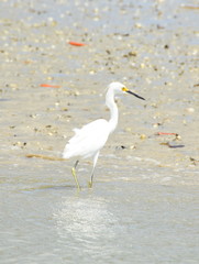 Great white egret Ardea alba egretta standing on a shore hunting fish 