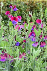 Sweet pea Lathyrus odoratus flowering in different colors