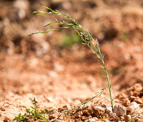 The grass grows in red clay in the nature