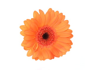 Closeup on orange gerber flower isolated on white background