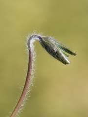 The hairy leaf bud of a blue anemone adaptation protecting its leaves against cold