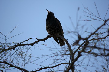 Desert birds tend to be much more abundant where the vegetation is lusher and thus offers more insects, fruit and seeds as food.  Where the Arizona cities of Phoenix, Scottsdale, Tucson and Mesa