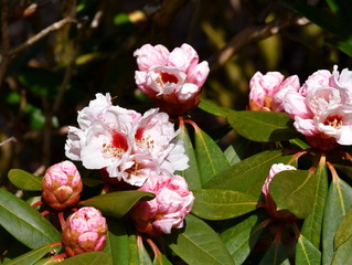 Obraz premium Closeup on a pink Rhododendron with buds and flowers