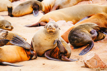 痒い痒いオットセイ