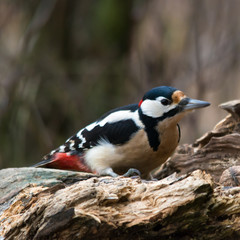 Wildlife photo, woodpecker on old wood, Slovakia forest, Europe