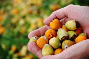 Hands that collect ripe dates of grass in spring and summer