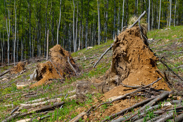 Beech tree stumps, logs and branches in a clearcut area