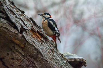 Wildlife photo, woodpecker on old wood, Slovakia forest, Europe