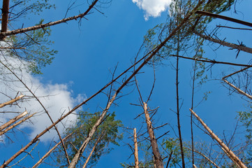 Pine frorest destructed by storm