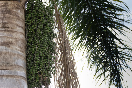 palm tree with green datiles in spring and summer