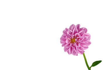 Pink Dahlia on a black background, tilted laterally into the picture