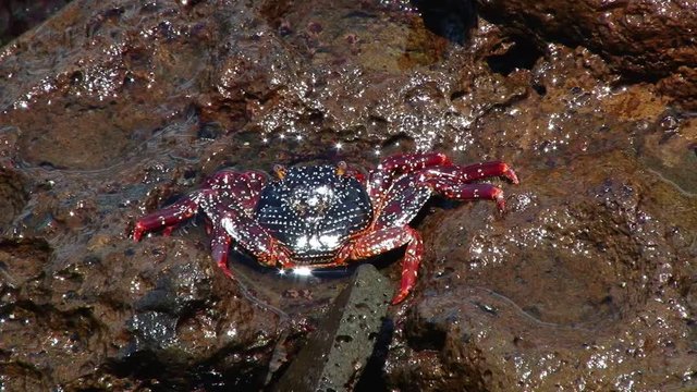 Sally Lightfoot Crab sits on a coastal rock on San Cristobal in the Galapagos 