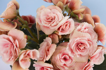  blooming begonia ,beautiful delicate flowers