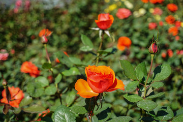 Roses in the garden