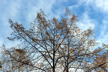 the leaves of the trees leafless with leaves on sky background