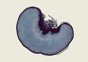 Reserve cellulose of Phoenix (date) seed - cross section cut under microscope