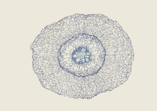 Dendrobium, orchid, aerial root with velamen - microscopic cross section cut of a plant stem