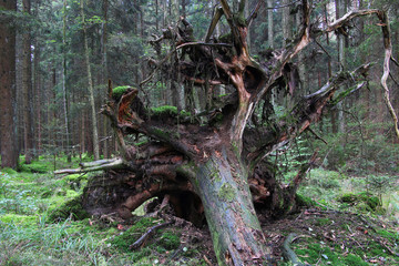 Sturmschaden im Wald