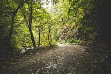 Obraz premium Road through the misty woods