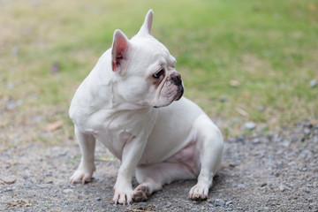 Beautiful dog french bulldog white, close-up.