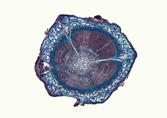 Pinus, pine, older woody stem - microscopic cross section cut of a plant stem