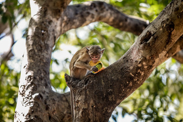 Monkey Eating a Fruit