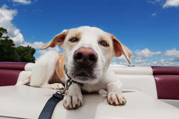 Dog close up in a boat enjoying the ride on a sunny day