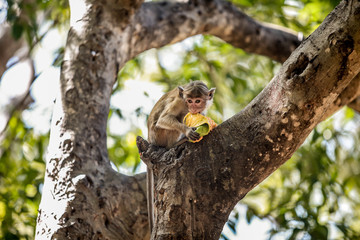 Monkey Eating a Fruit