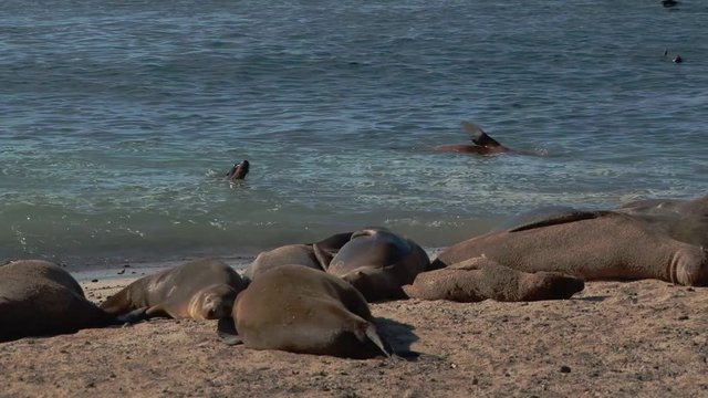 Multiple Galapagos fur seals on a beach at Puerto Baquerizo in the Galapagos 