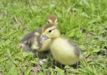 Small ducklings 10