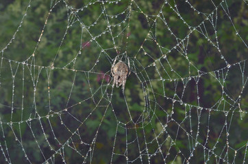 Garden-spider on spider-web 11