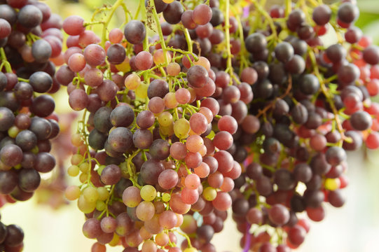 Red ripe grapes in the garden 