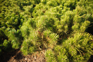 Brightly Green Prickly Branches of Pine
