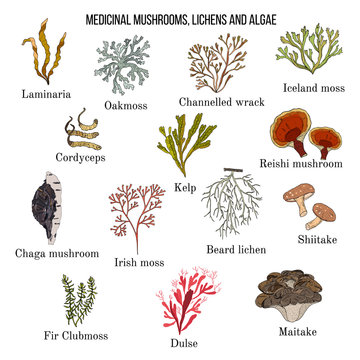 Medicinal mushrooms, lichens and seaweeds