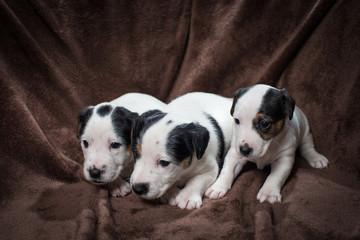 Cute Jack Russell Terrier Puppies on a brown blanket.