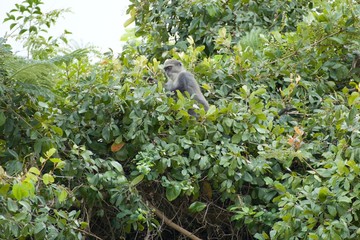 red colobus monkey in zanzibar