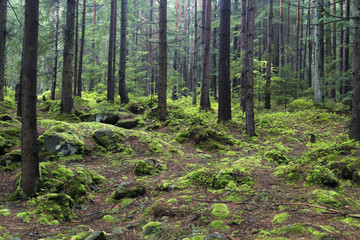 fairytale coniferous forest