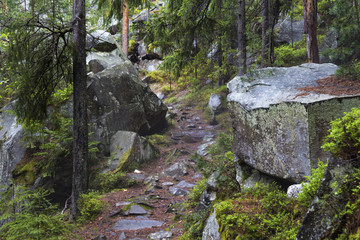 fairytale coniferous forest,  tourist path among the stones and trees