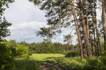 Forest landscape. Green glade surrounded by deciduous and coniferous trees