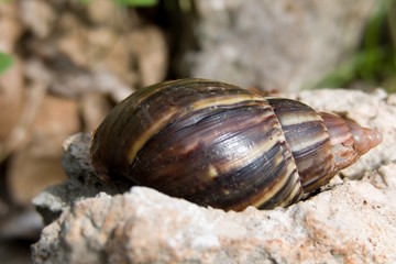 sea shell on a tropical holiday
