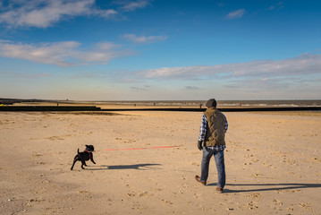 a staffordshire bull terrier dog is walked on a beach a low tide on soft sand on a retractable...