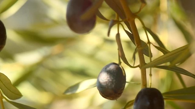Olives closeup. Ripe olives growing on an olive tree. Slow motion 4K UHD video footage. 3840X2160