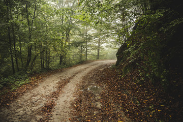 Road through the misty woods