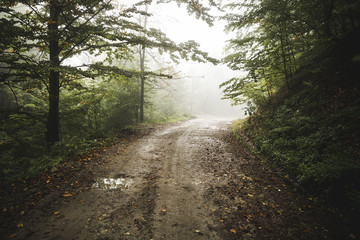Fototapeta na wymiar Road through the misty woods