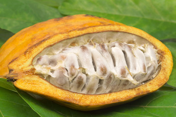 One open Cocoa on the leaves