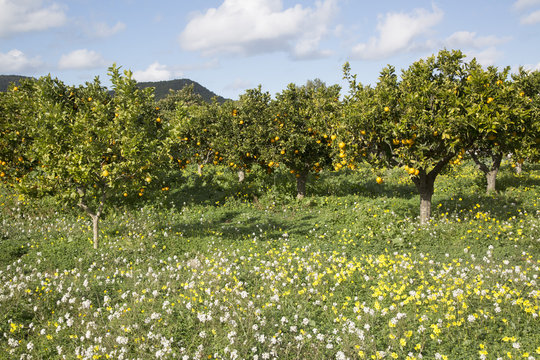 Orange Grove and Wild Flowers; Santa Agnes; Ibiza