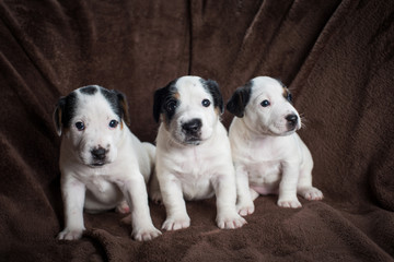 Three cute Jack Russell puppies on a brown blanket.
