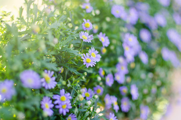 Purple daisies in garden