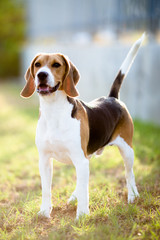 Perro beagle jugando al aire libre, animal de compañía