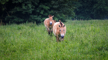 Fototapeta premium Przewalski Horses
